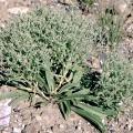 frasera-coloradensis -usa-BEC2911B-4B6D-11DC-8D9F-000A95CA2156.jpg